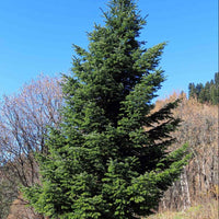 Nordmann Fir Caucasian (Abies nordmanniana)