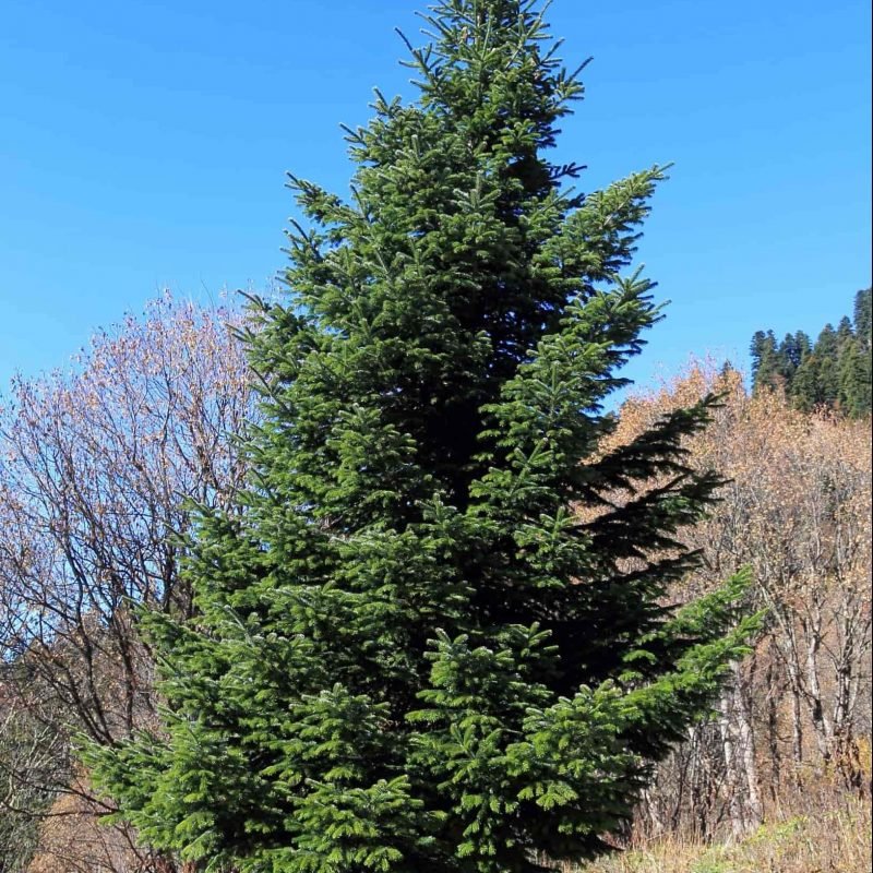 Nordmann Fir Caucasian (Abies nordmanniana) - Ladybird Nursery
