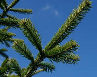 Nordmann Fir Caucasian (Abies nordmanniana) - Ladybird Nursery