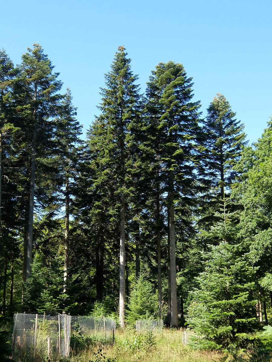 Nordmann Fir Caucasian (Abies nordmanniana)