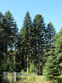 Nordmann Fir Caucasian (Abies nordmanniana) - Ladybird Nursery