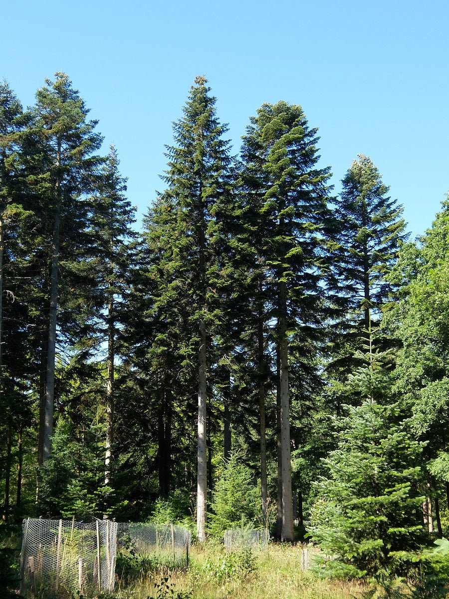 Nordmann Fir Caucasian (Abies nordmanniana) - Ladybird Nursery