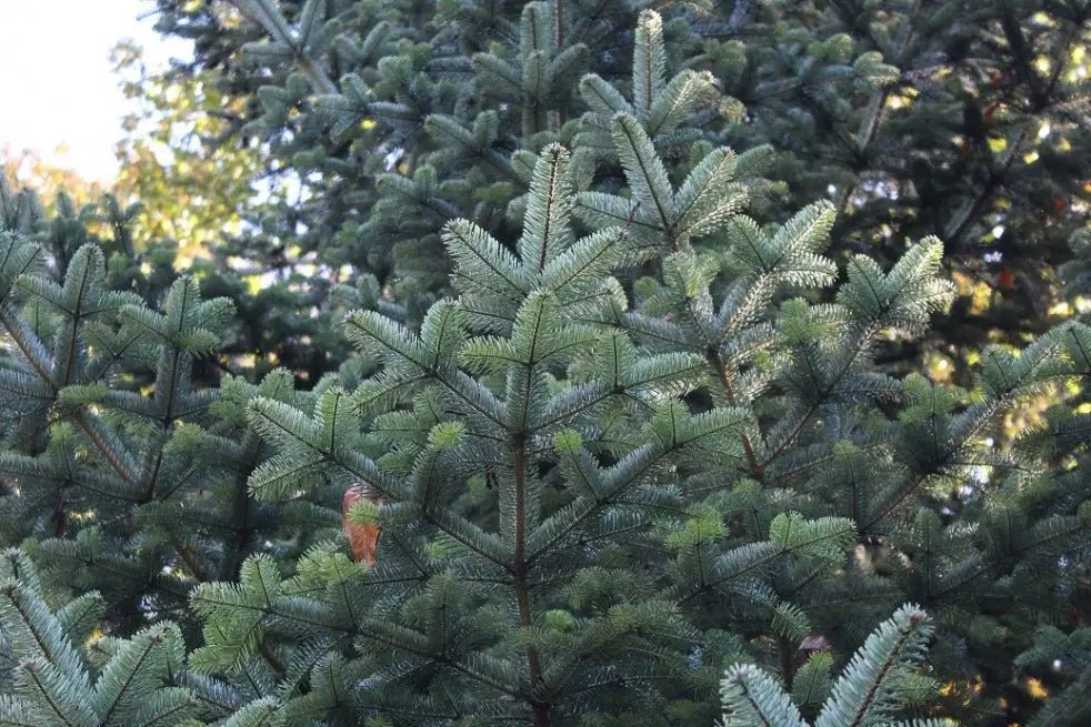 Nordmann Fir Caucasian (Abies nordmanniana) - Ladybird Nursery