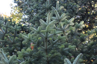 Nordmann Fir Caucasian (Abies nordmanniana)