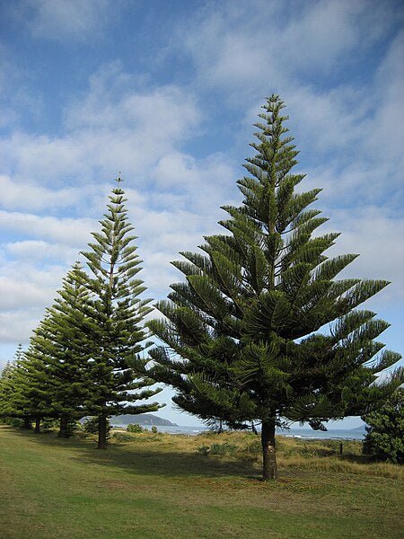 Norfolk Island Pine (Araucaria heterophylla) - Ladybird Nursery