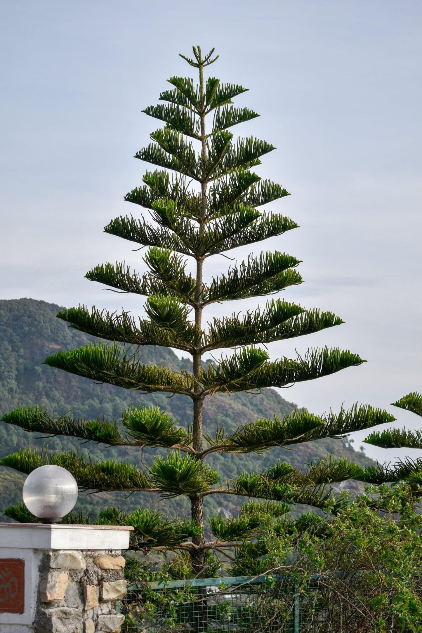 Norfolk Island Pine (Araucaria heterophylla) PICK UP ONLY