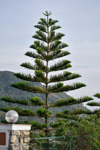 Norfolk Island Pine (Araucaria heterophylla) PICK UP ONLY