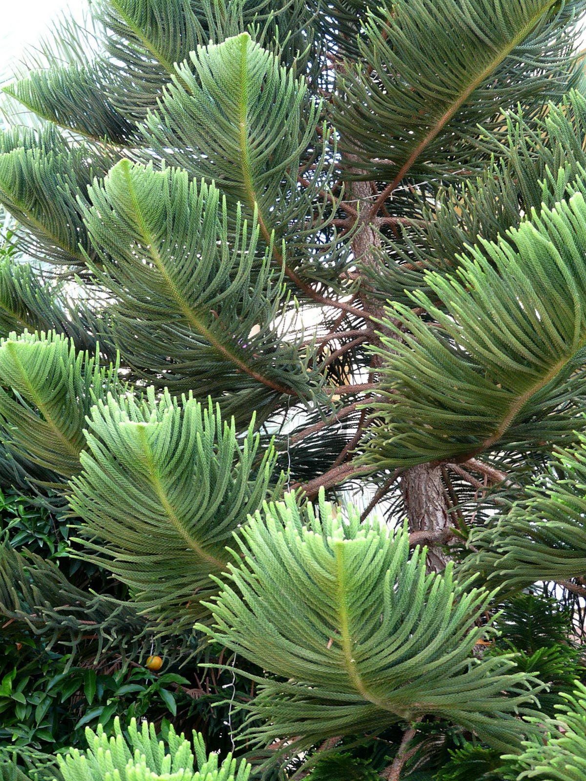 Norfolk Island Pine (Araucaria heterophylla)
