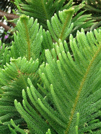 Norfolk Island Pine (Araucaria heterophylla) - Ladybird Nursery