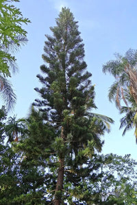 Norfolk Island Pine (Araucaria heterophylla) - Ladybird Nursery