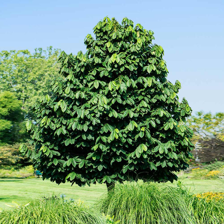 North American Paw Paw Fruit Tree – Buy Now! – Ladybird Nursery