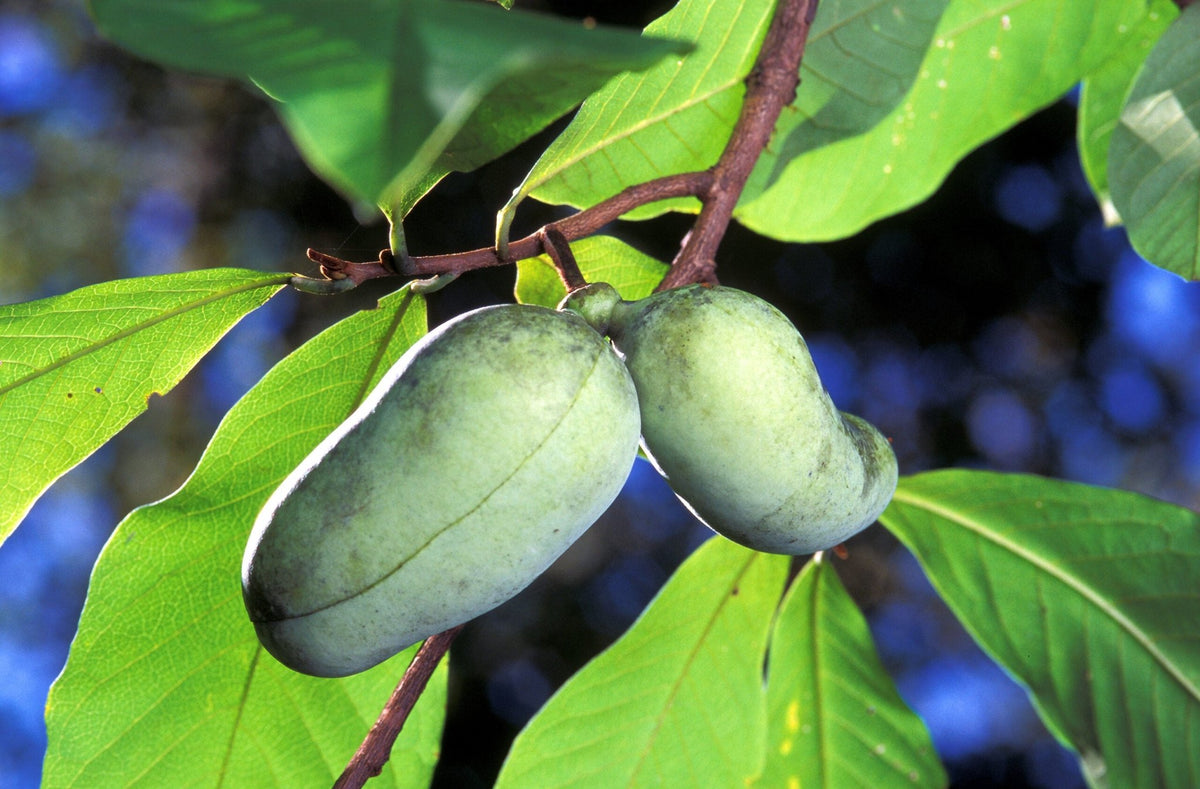North American Paw Paw Fruit Tree – Buy Now! – Ladybird Nursery