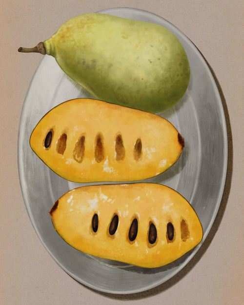 North American Paw Paw - Ladybird Nursery