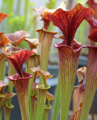 Pitcher Plant (Sarracenia)