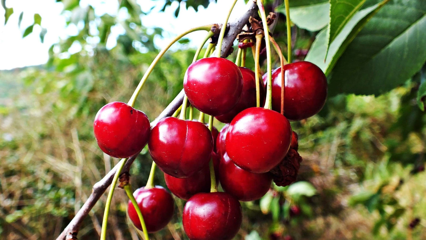 Sour Cherry Morello (Prunus cerasus)