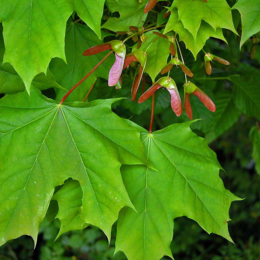 Norway Maple (Acer platanoides) - Ladybird Nursery