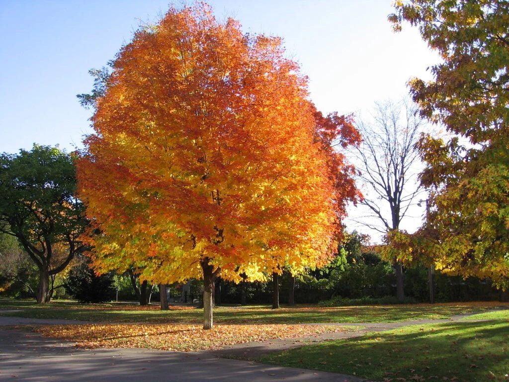 Norway Maple (Acer platanoides) - Ladybird Nursery