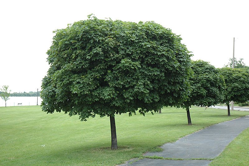 Norway Maple (Acer platanoides) - Ladybird Nursery
