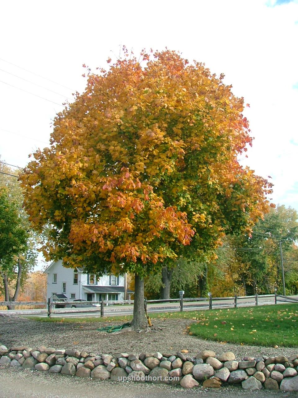 Norway Maple (Acer platanoides) - Ladybird Nursery