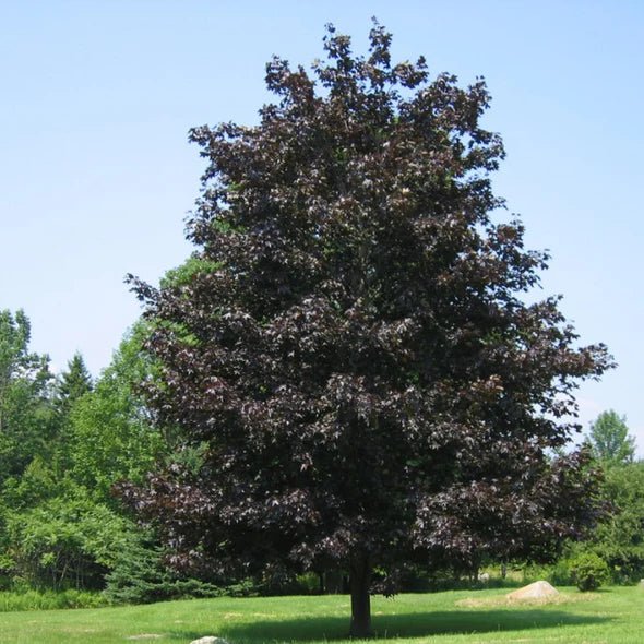 Norway Maple Crimson King (Acer platanoides) - Ladybird Nursery