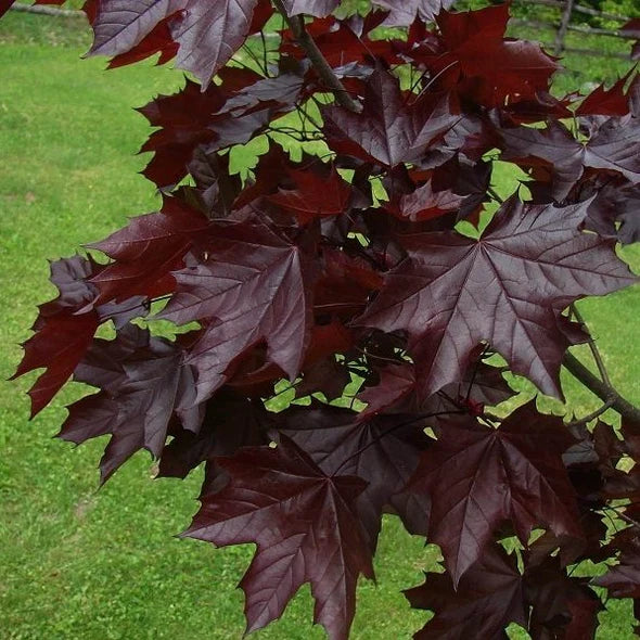 Norway Maple Crimson King (Acer platanoides)