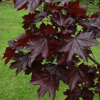 Norway Maple Crimson King (Acer platanoides)