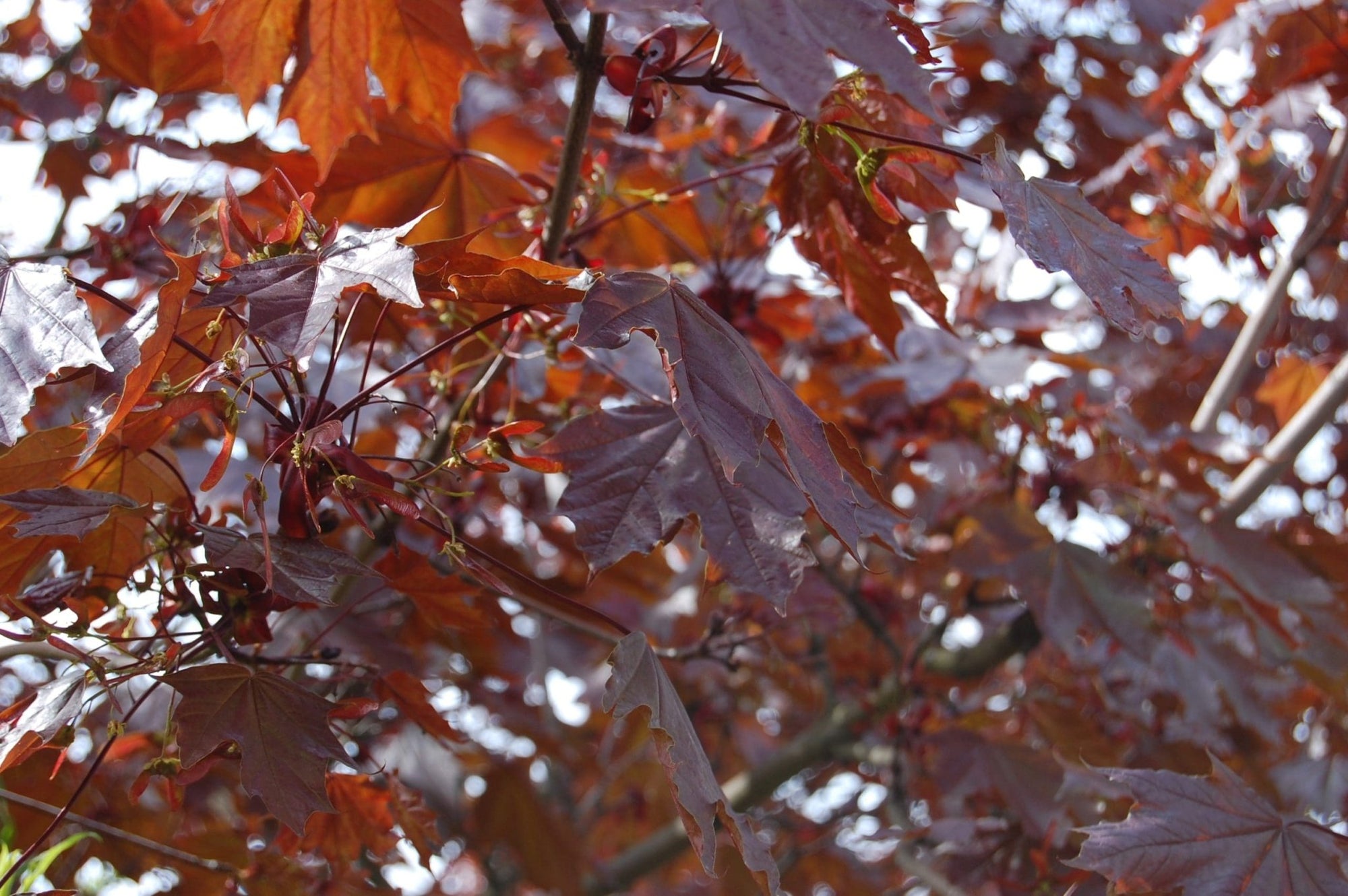 Norway Maple Crimson King (Acer platanoides) - Ladybird Nursery