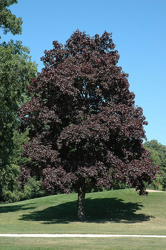 Norway Maple Crimson King (Acer platanoides) - Ladybird Nursery