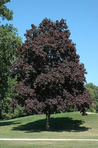 Norway Maple Crimson King (Acer platanoides) - Ladybird Nursery