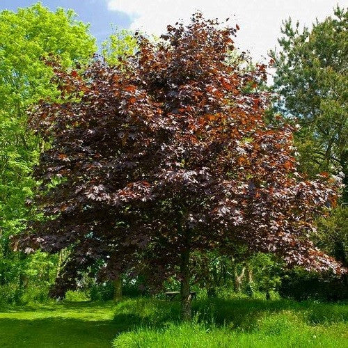 Norway Maple Crimson King (Acer platanoides)