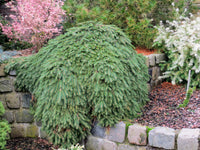 Norway Spruce Formanek (Picea abies) - Ladybird Nursery