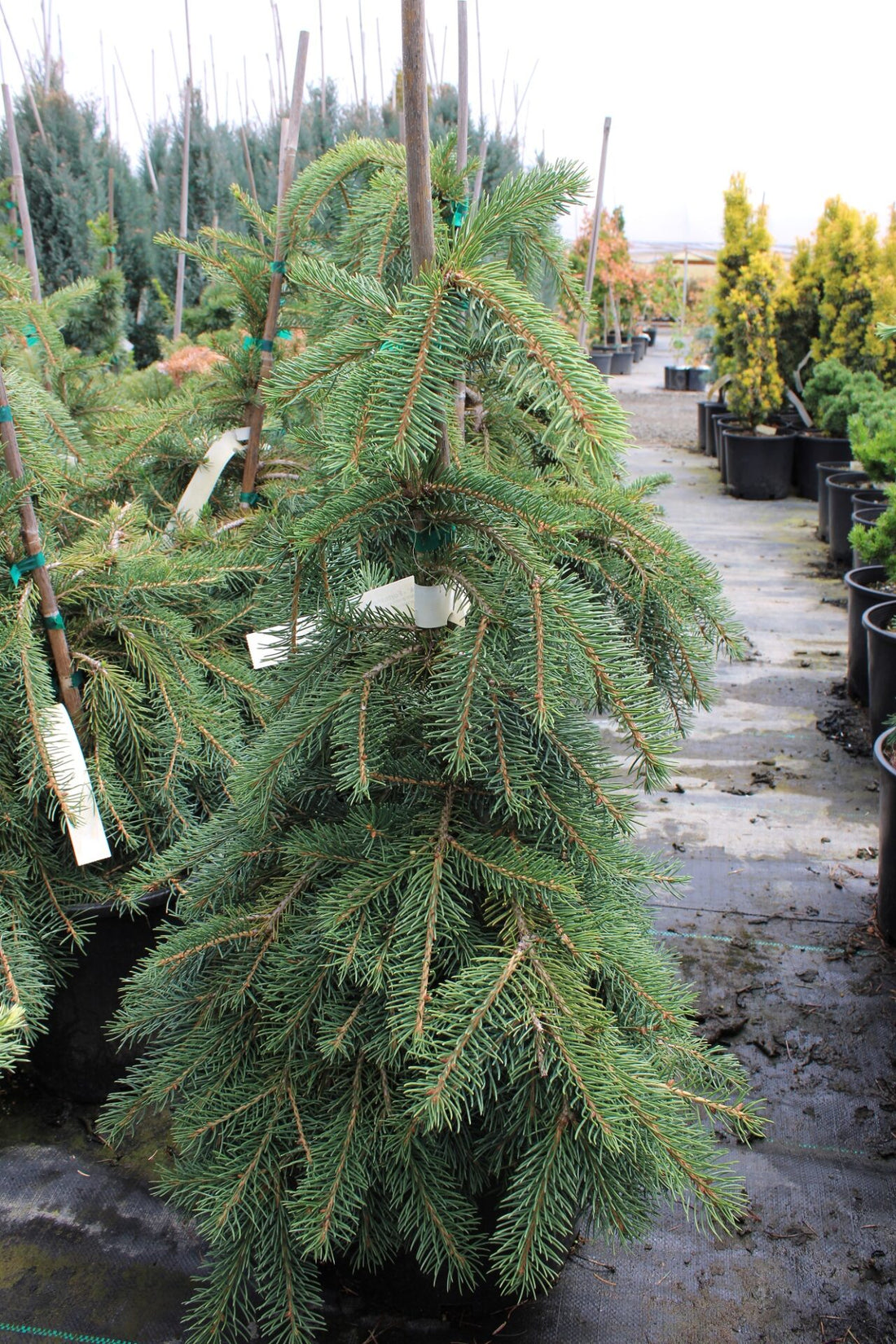 Norway Spruce Formanek (Picea abies) - Ladybird Nursery
