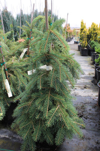 Norway Spruce Formanek (Picea abies)
