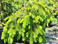 Norway Spruce Formanek (Picea abies)