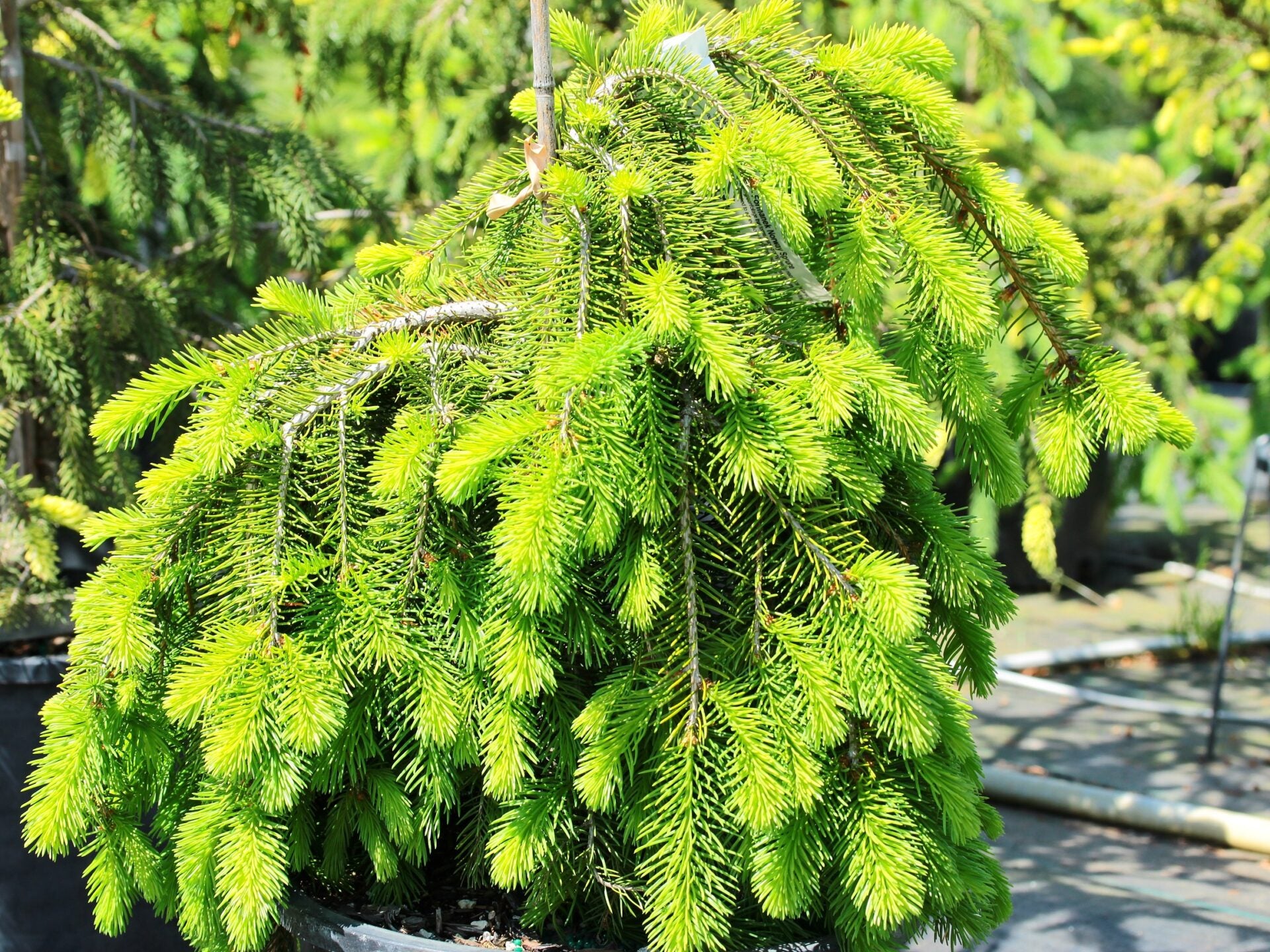 Norway Spruce Formanek (Picea abies) - Ladybird Nursery