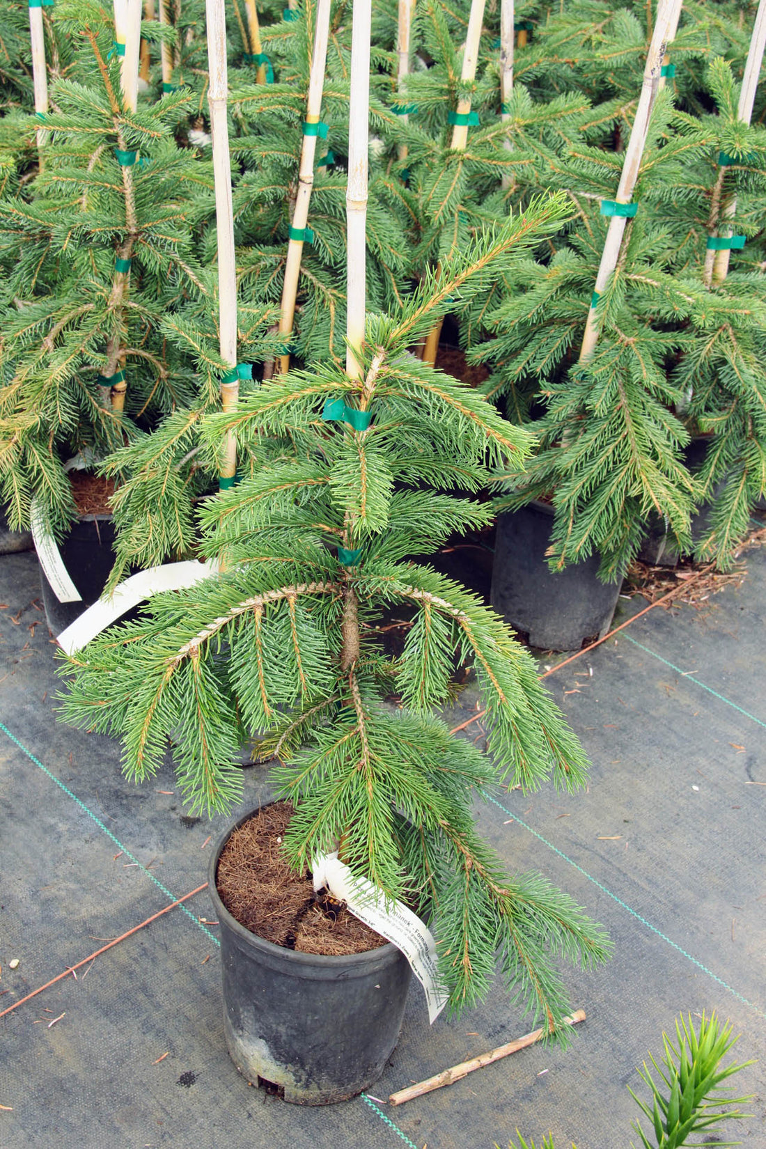 Norway Spruce Formanek (Picea abies) - Ladybird Nursery