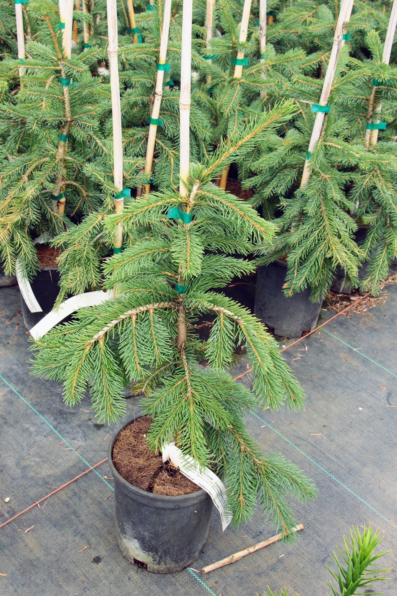 Norway Spruce Formanek (Picea abies)