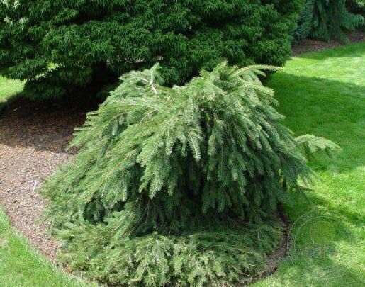 Norway Spruce Formanek (Picea abies) - Ladybird Nursery