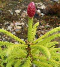 Norway Spruce Lucky Strike (Picea abies)
