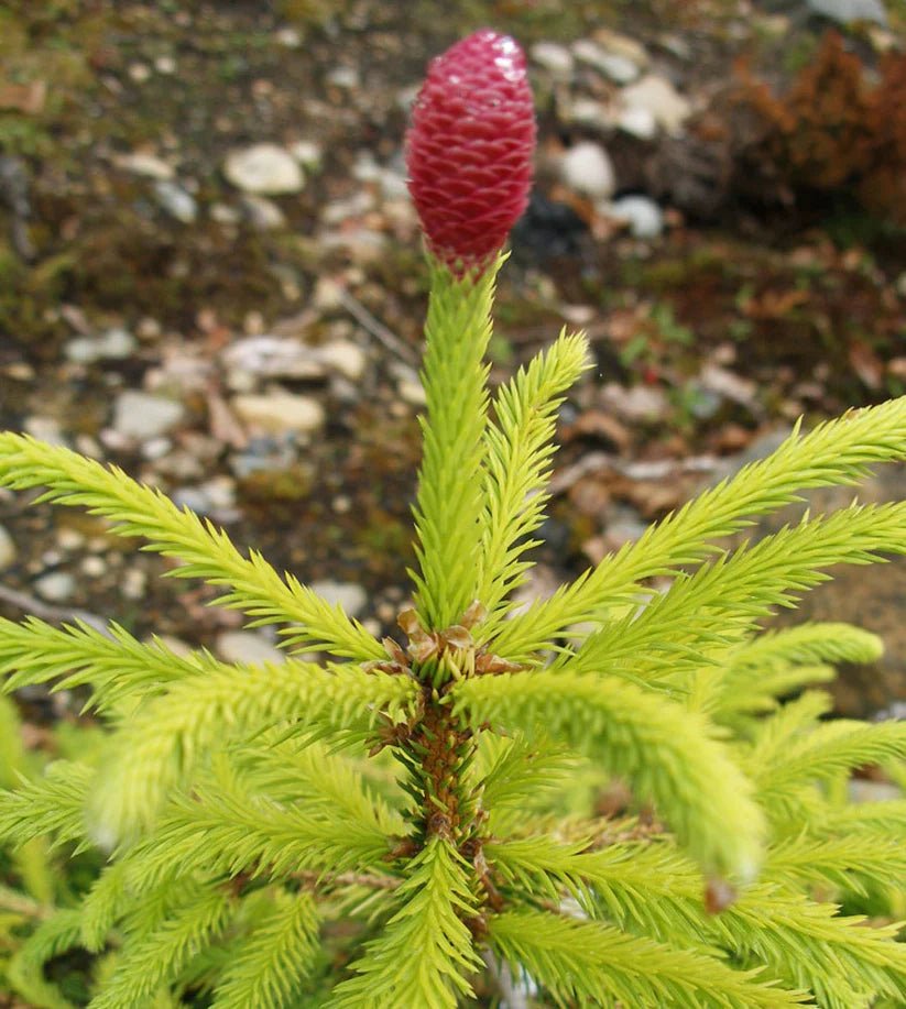 Norway Spruce Lucky Strike (Picea abies) - Ladybird Nursery