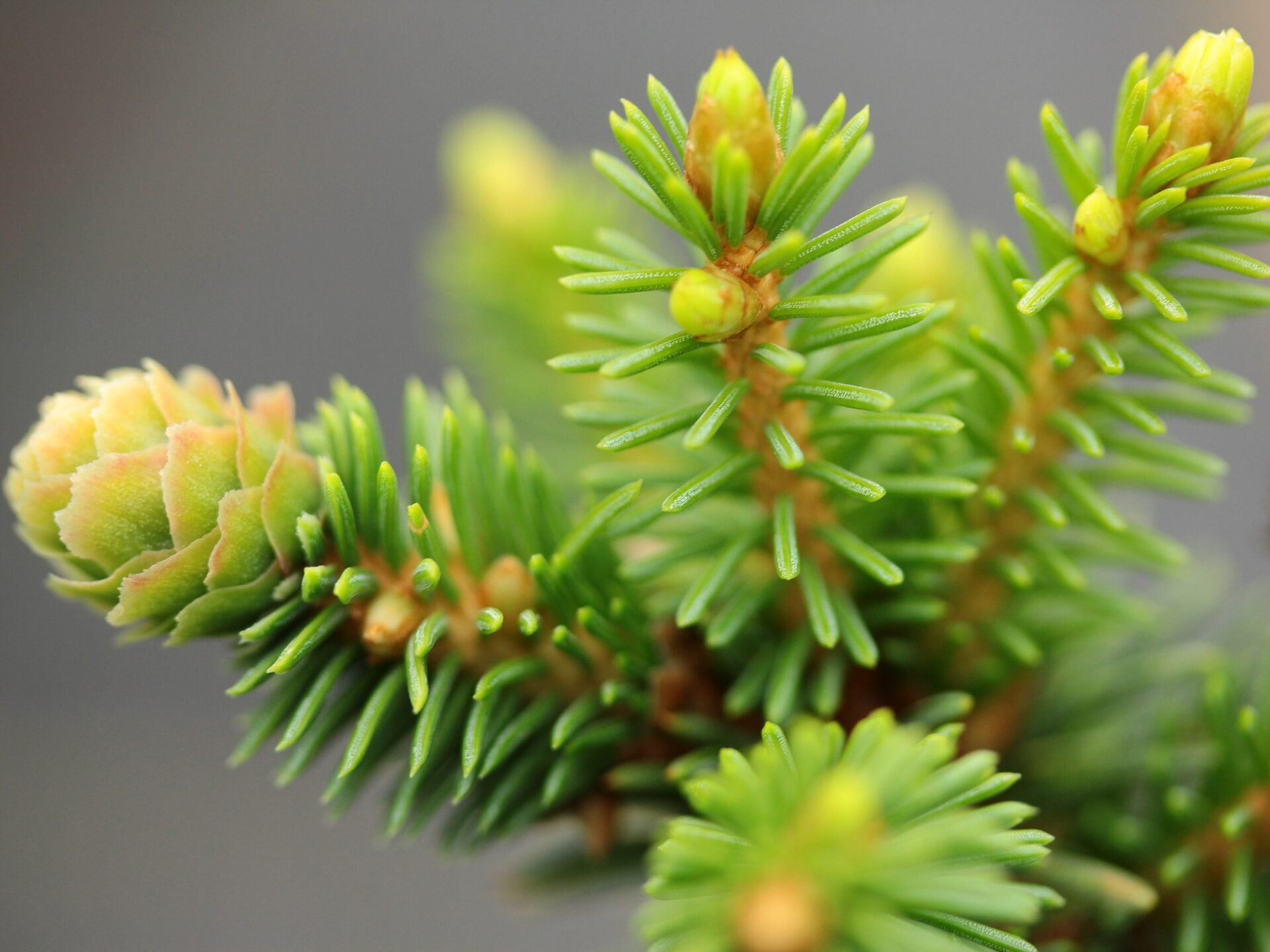 Norway Spruce Lucky Strike (Picea abies) - Ladybird Nursery