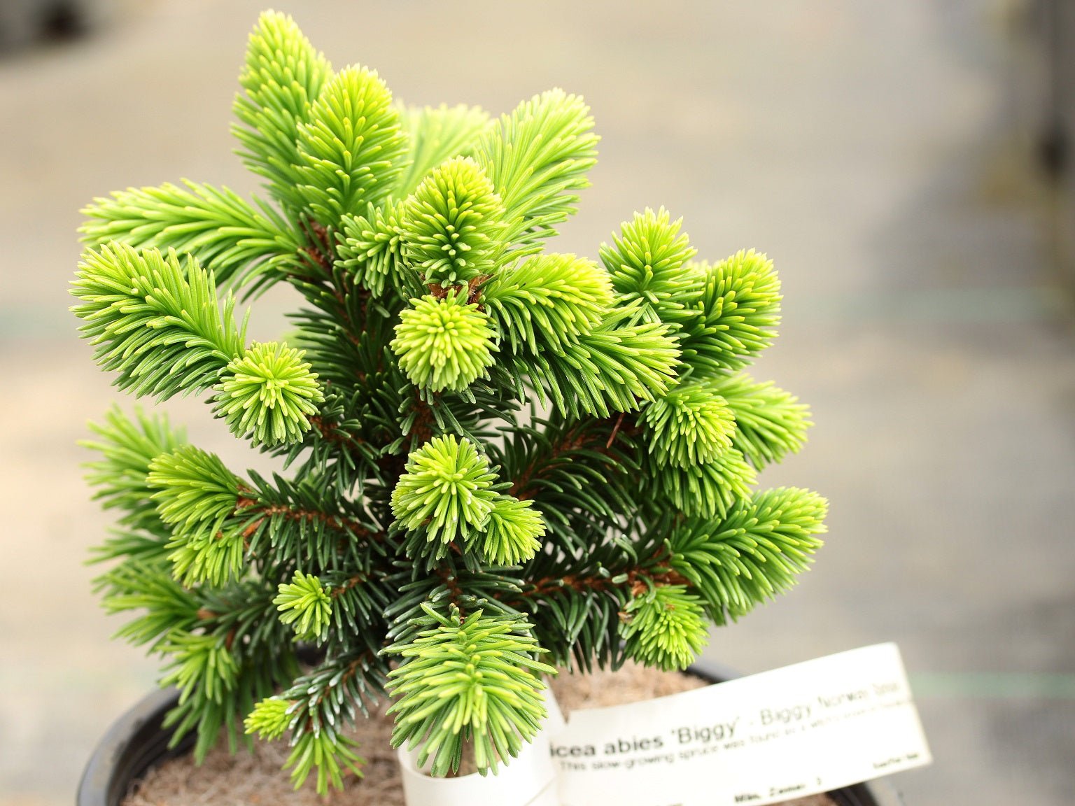 Norway Spruce Lucky Strike (Picea abies) - Ladybird Nursery