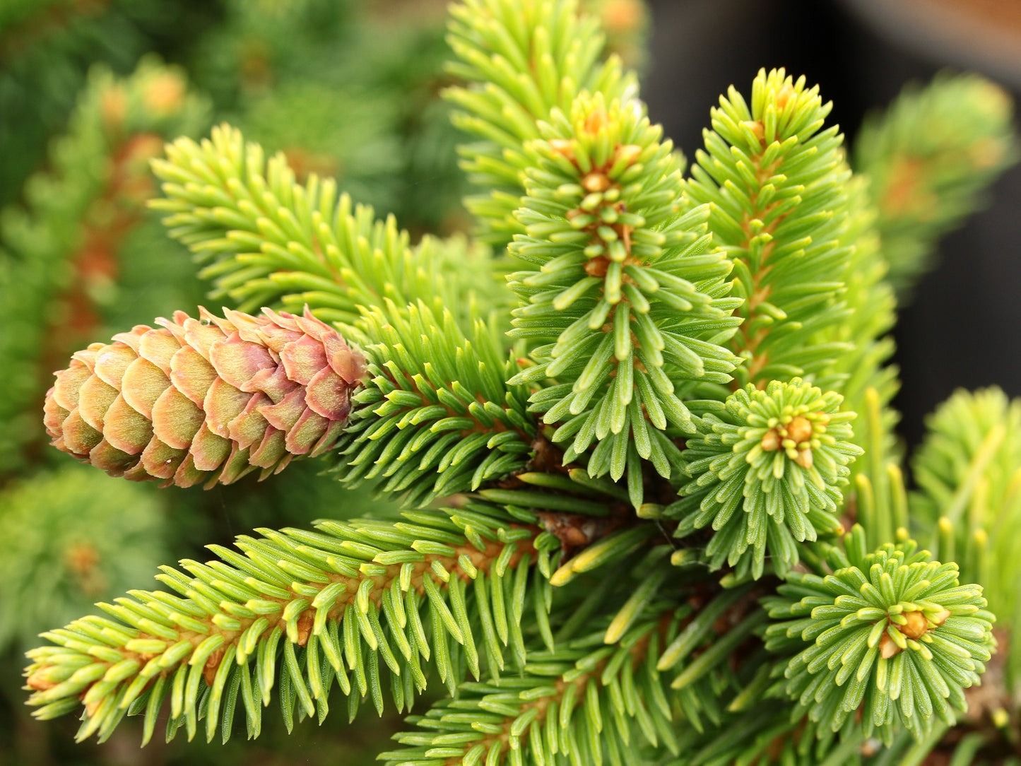 Norway Spruce Lucky Strike (Picea abies)