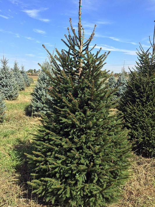 Norway Spruce (Picea abies)