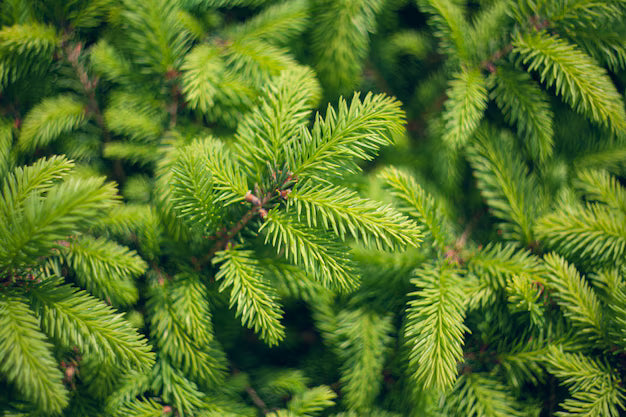 Norway Spruce (Picea abies)