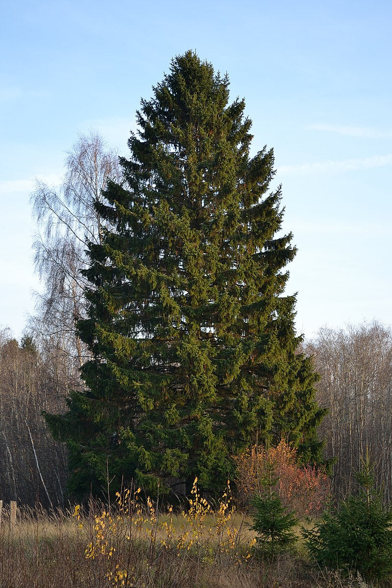 Norway Spruce (Picea abies)