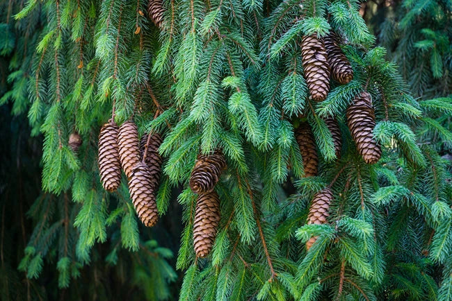 Norway Spruce (Picea abies)