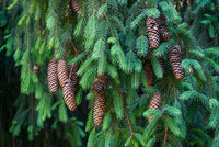 Norway Spruce (Picea abies)