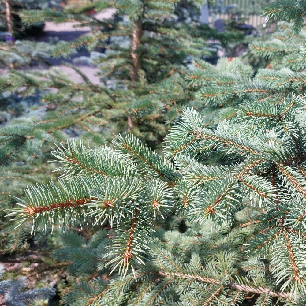 Norway Spruce (Picea abies)