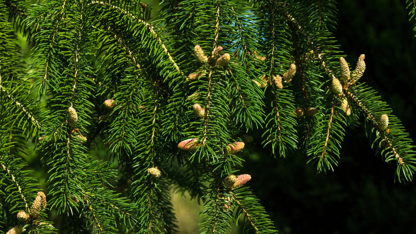 Norway Spruce Raymur Springs (Picea abies)